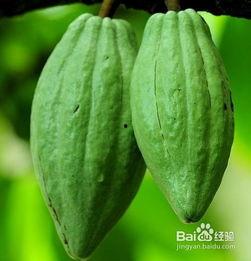 佛手瓜多久就可以吃瓜了,多久可以开吃?