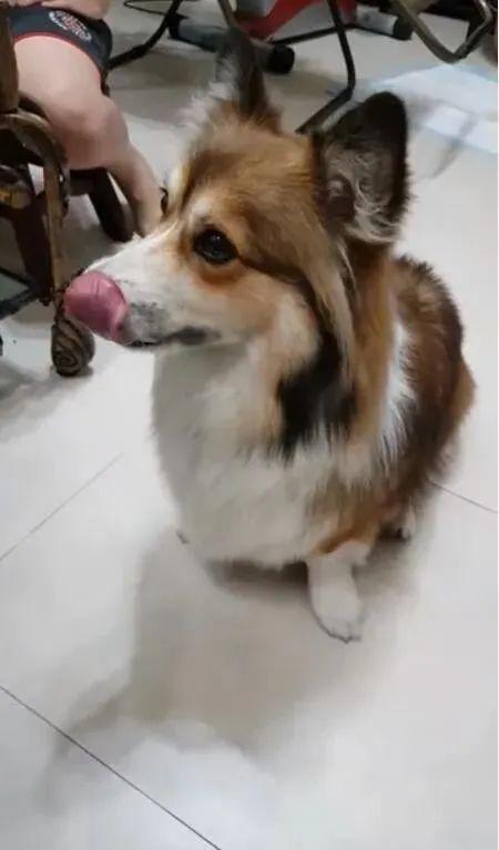 大狗狗视频吃瓜