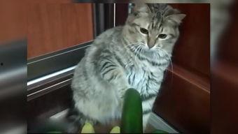 小猫可以吃刺瓜吗