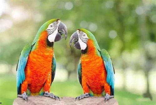 鹦鹉吃佛手瓜,鹦鹉的佛手瓜美食之旅