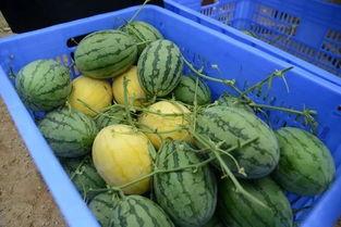 吃瓜群440,一场网络热议背后的故事