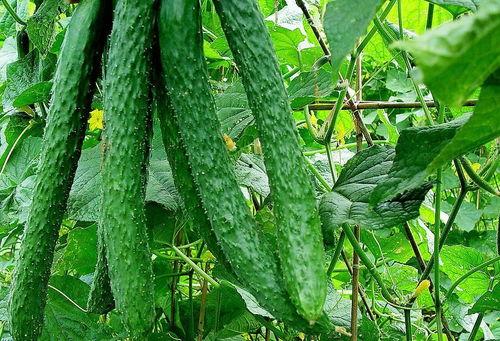 佛手瓜黄瓜西红柿一起吃,营养美味健康搭配新主张”