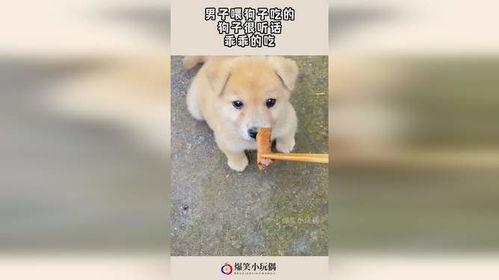 男子喂狗吃瓜,男子喂狗吃瓜传递温情