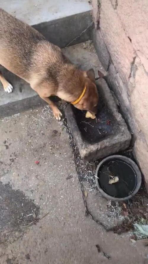 男子喂狗吃瓜,男子喂狗吃瓜传递温情