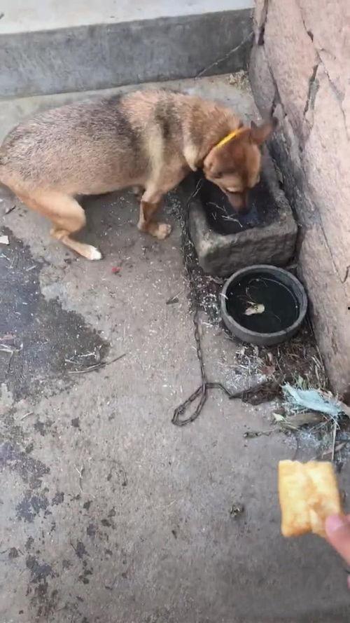 男子喂狗吃瓜,男子喂狗吃瓜传递温情