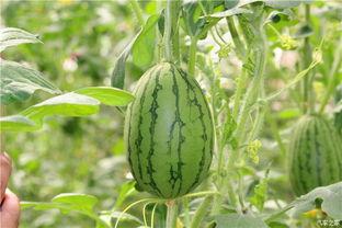 自驾团吃瓜,一场舌尖上的旅行狂欢