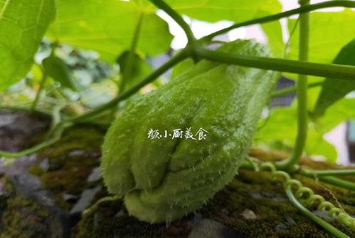 佛手瓜吃叶子还能长瓜吗,揭秘叶片食用与果实生长的奇妙关系