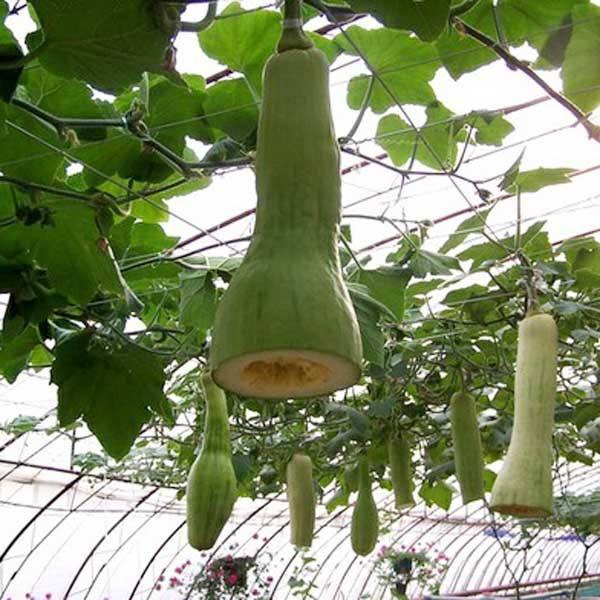 佛手瓜吃叶子还能长瓜吗,揭秘叶片食用与果实生长的奇妙关系