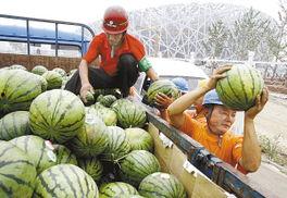 吃瓜鸟窝,探寻鸟类社交生活的奥秘